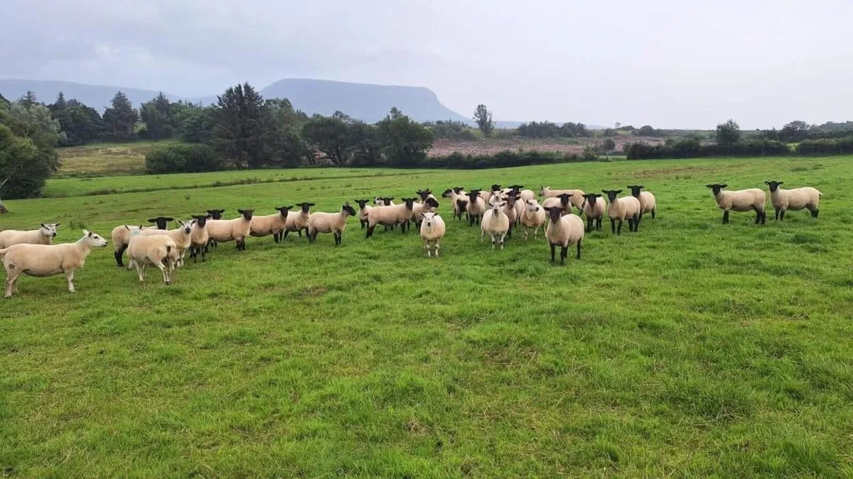 Coolaney Sheep Sakes Co.Sligo - Image 4