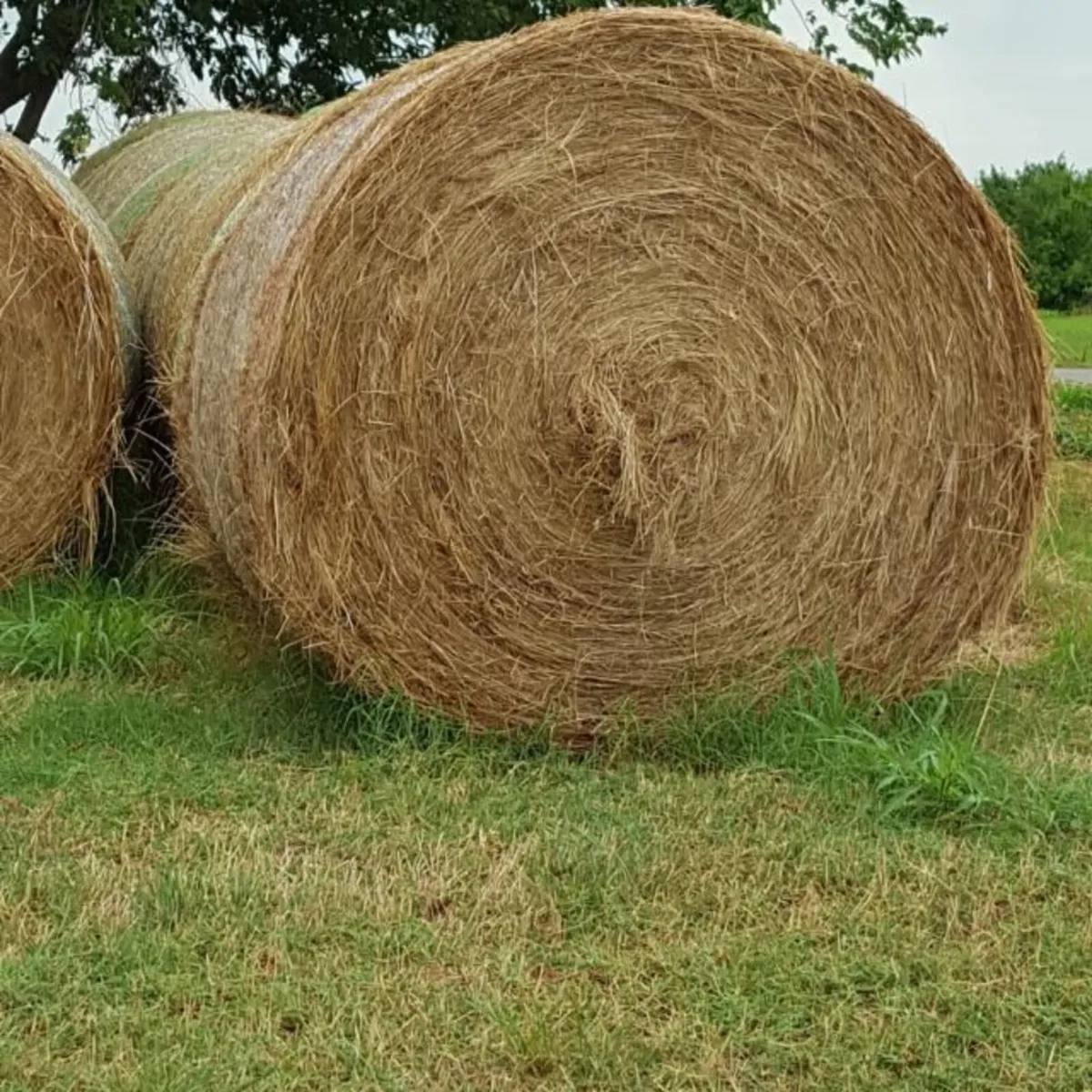 Hay & Silage For Sale - Image 1