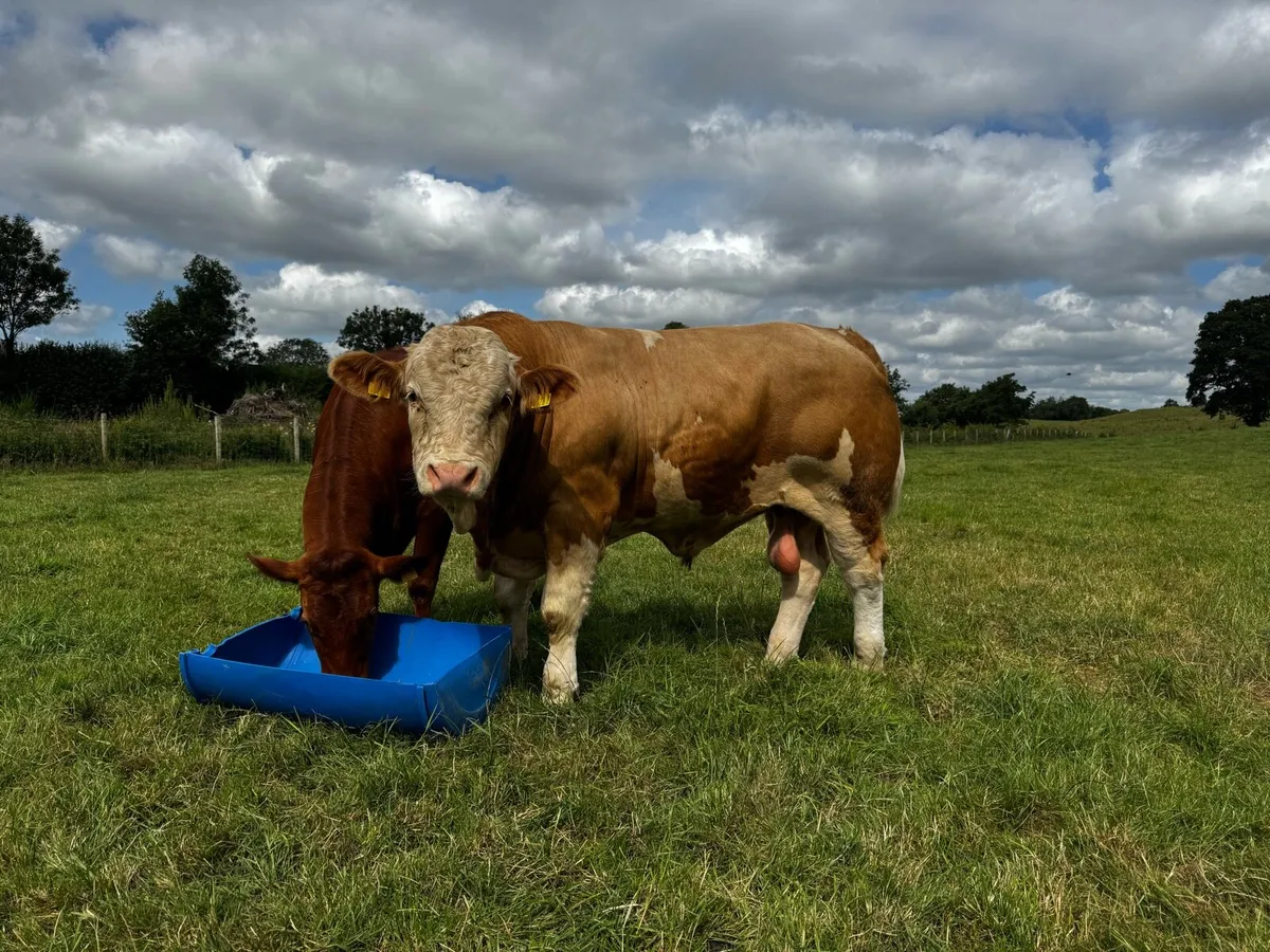 Simmental bull for sale - Image 2
