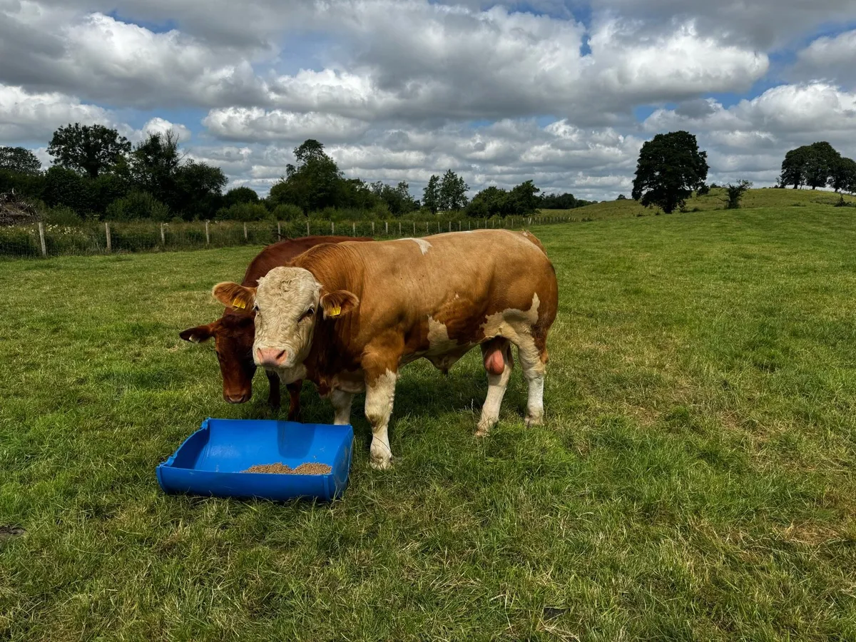 Simmental bull for sale - Image 3