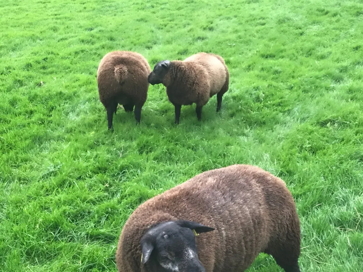 Ram lambs - Image 2