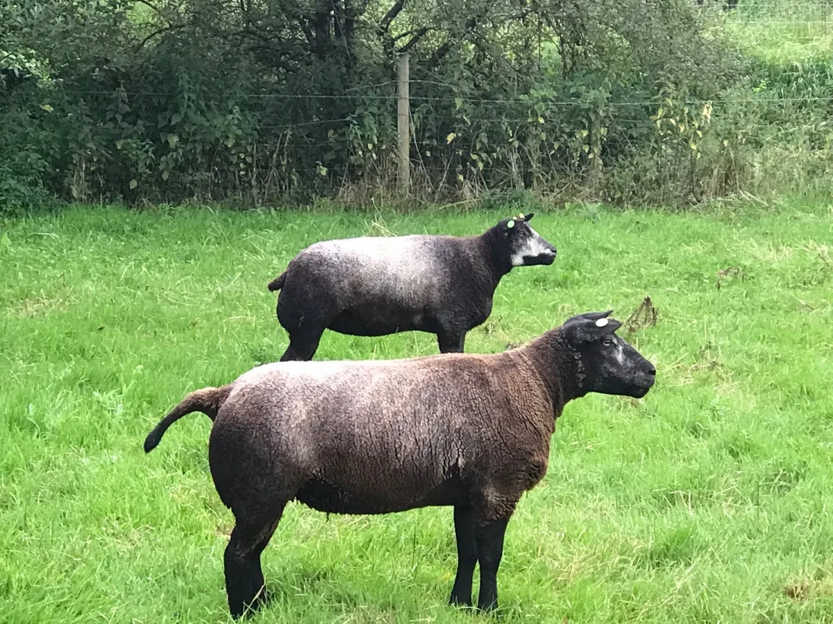 Ram lambs - Image 3