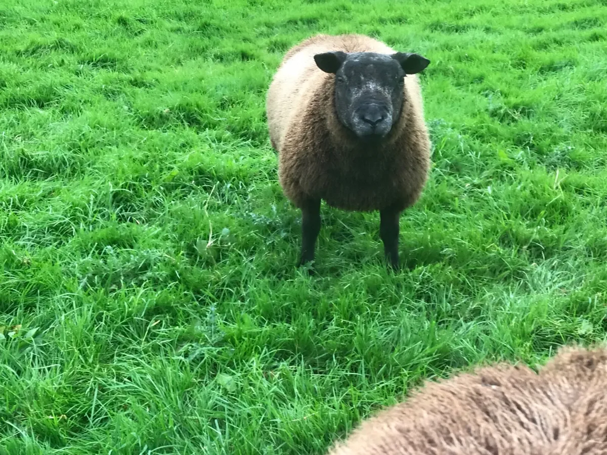 Ram lambs - Image 4