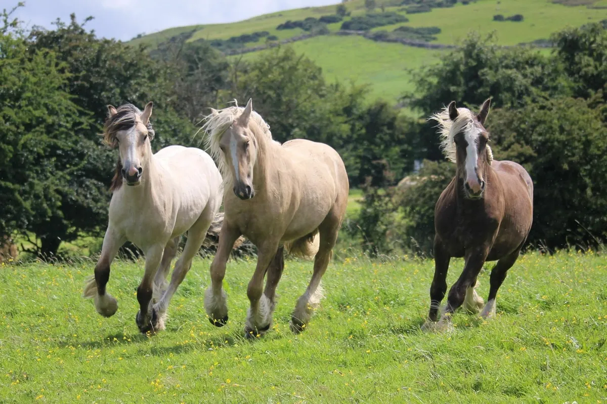 Palomino and bay silver cobs - Image 1