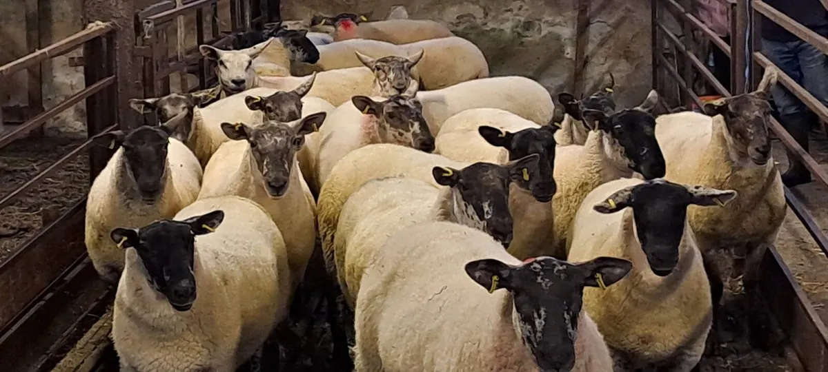 Coolaney Sheep Sakes Co.Sligo - Image 2
