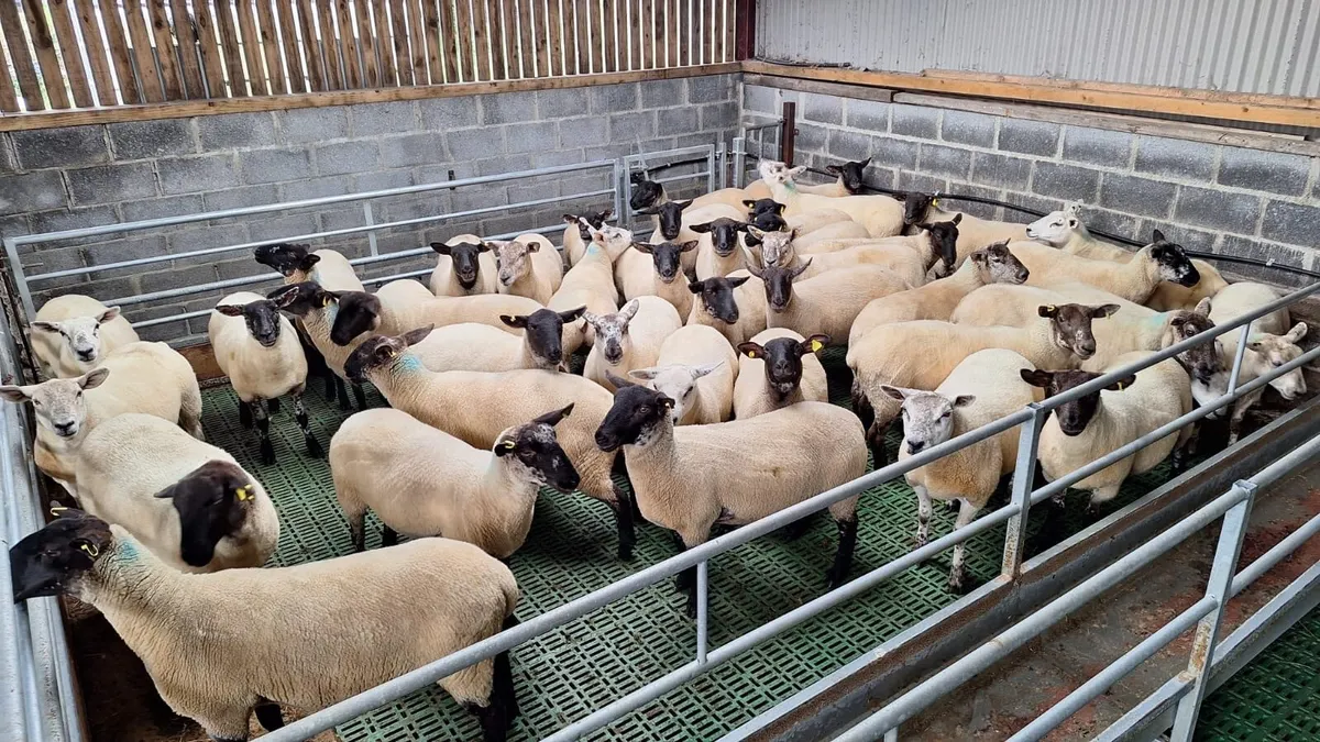 Coolaney Sheep Sakes Co.Sligo - Image 3