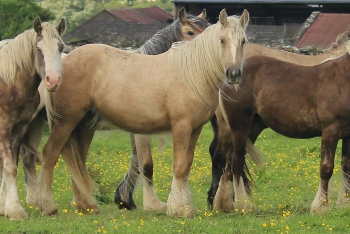 Palomino and bay silver cobs - Image 2