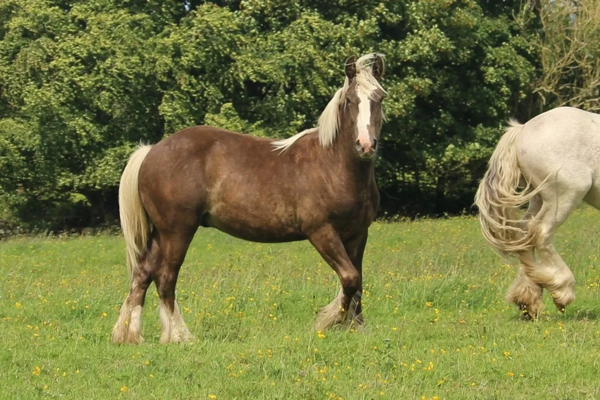 Palomino and bay silver cobs - Image 3