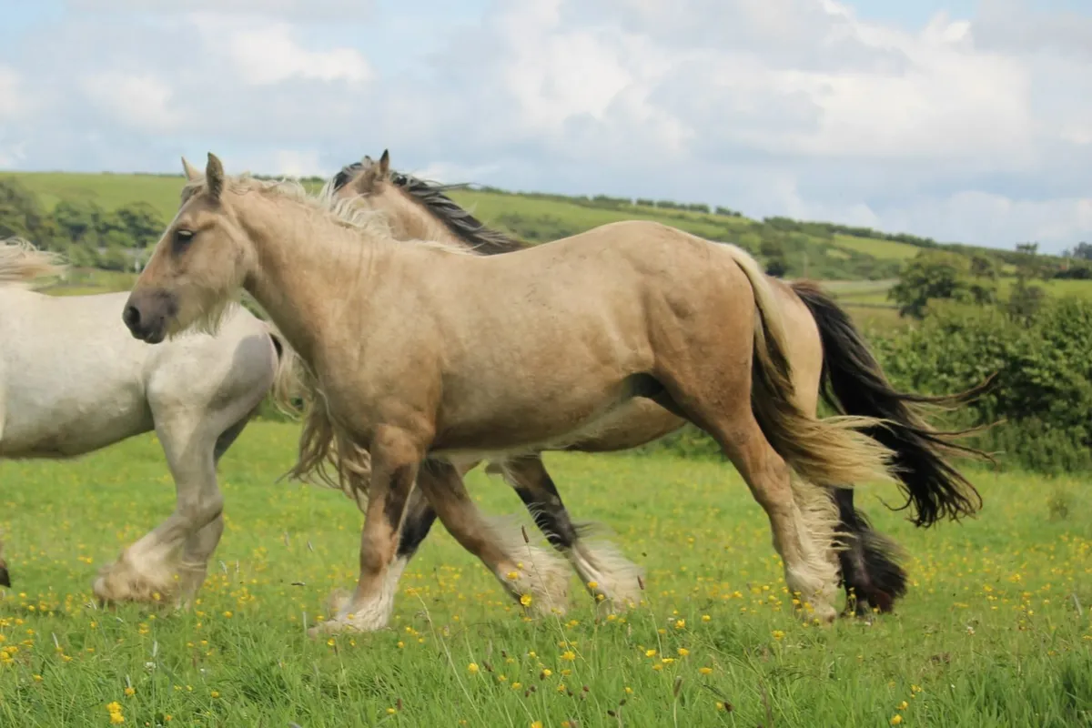 Palomino and bay silver cobs - Image 4