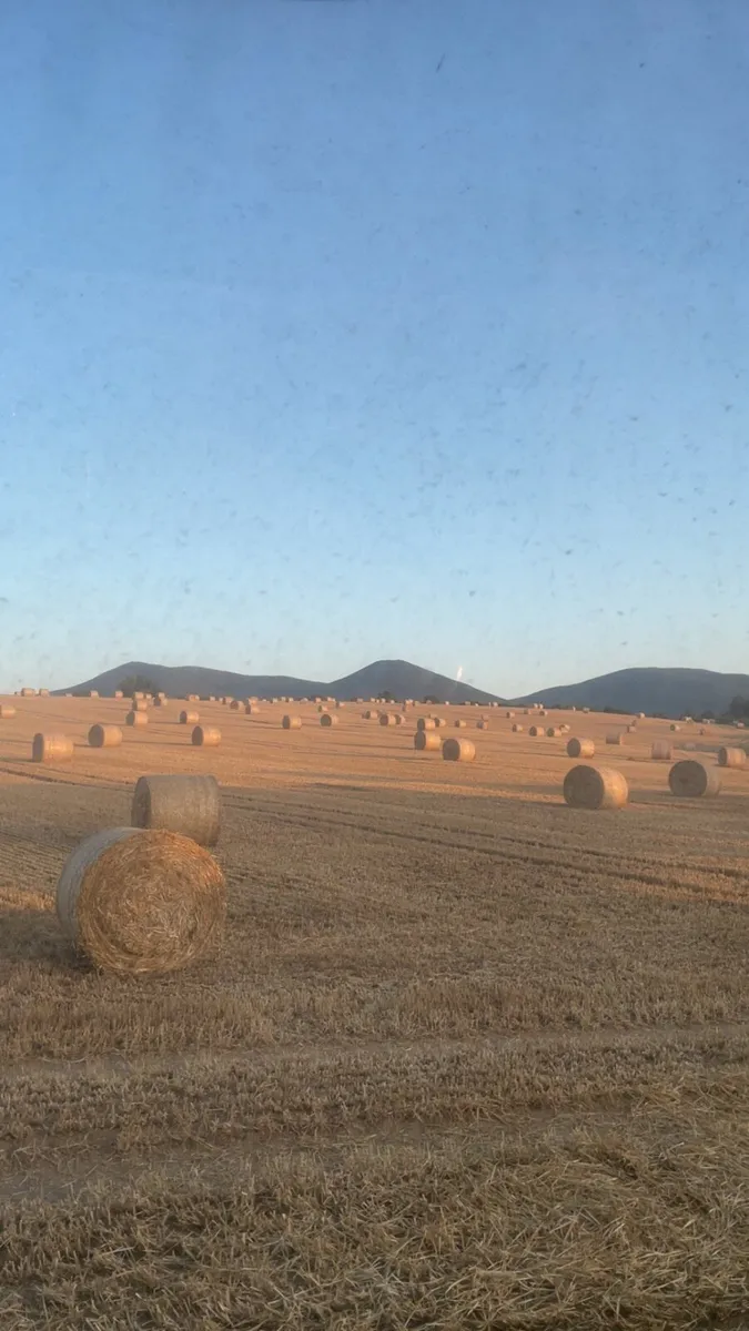 Round bales of spring barley straw