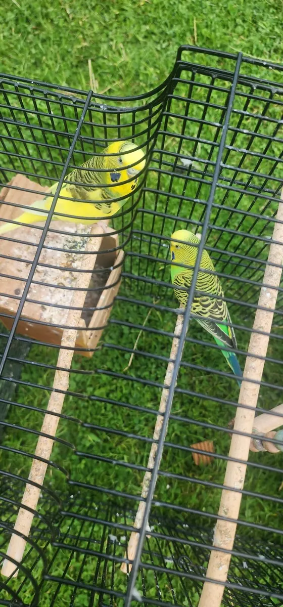 Beautiful Budgies with Cage - Image 3