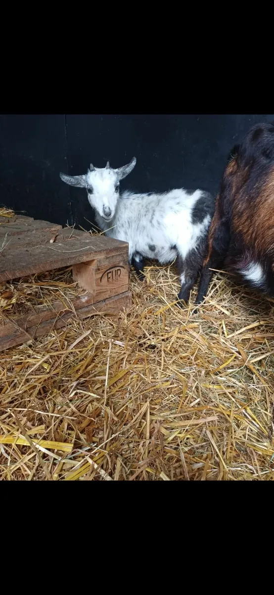 Pygmy X Nigerian Dwarf kid - Image 2