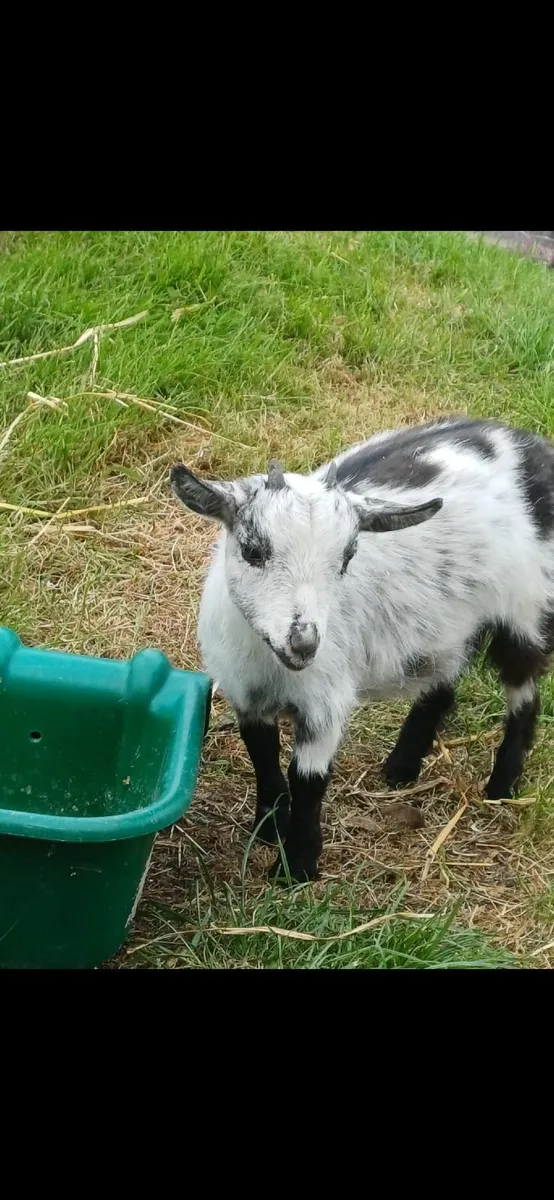 Pygmy X Nigerian Dwarf kid - Image 3