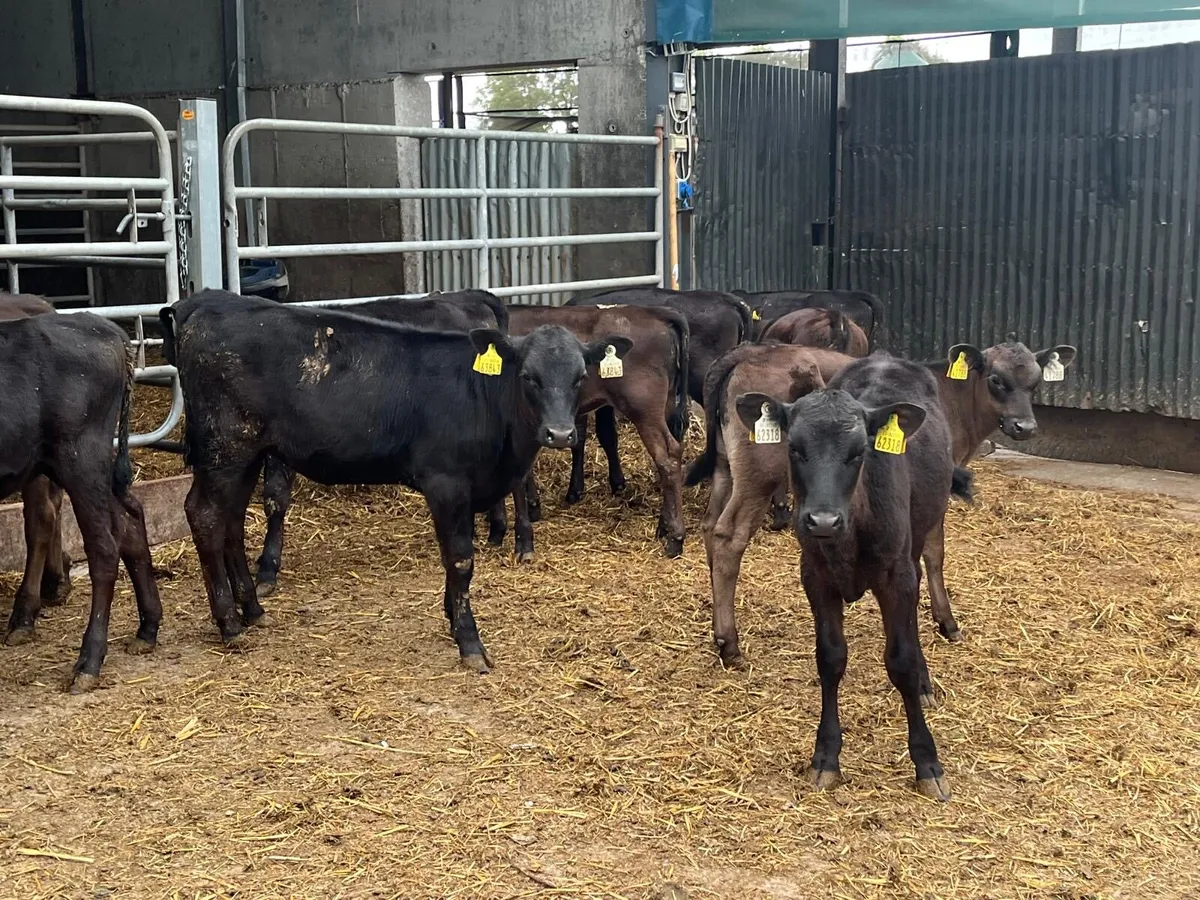 12 super  Angus  runner heifers - Image 1