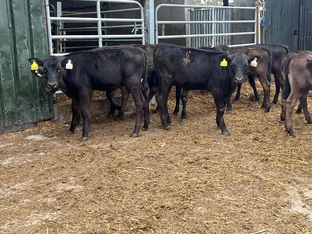 12 super  Angus  runner heifers - Image 2