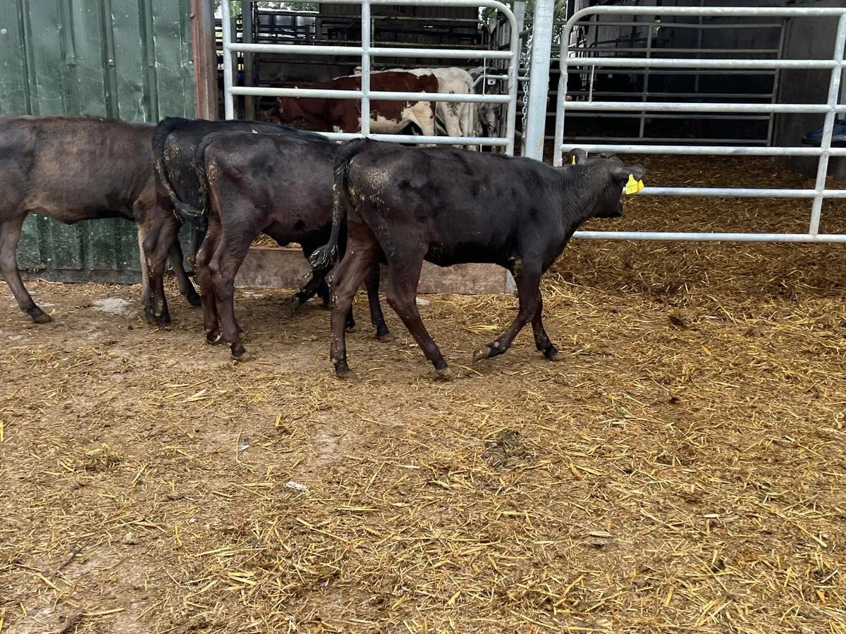 12 super  Angus  runner heifers - Image 3