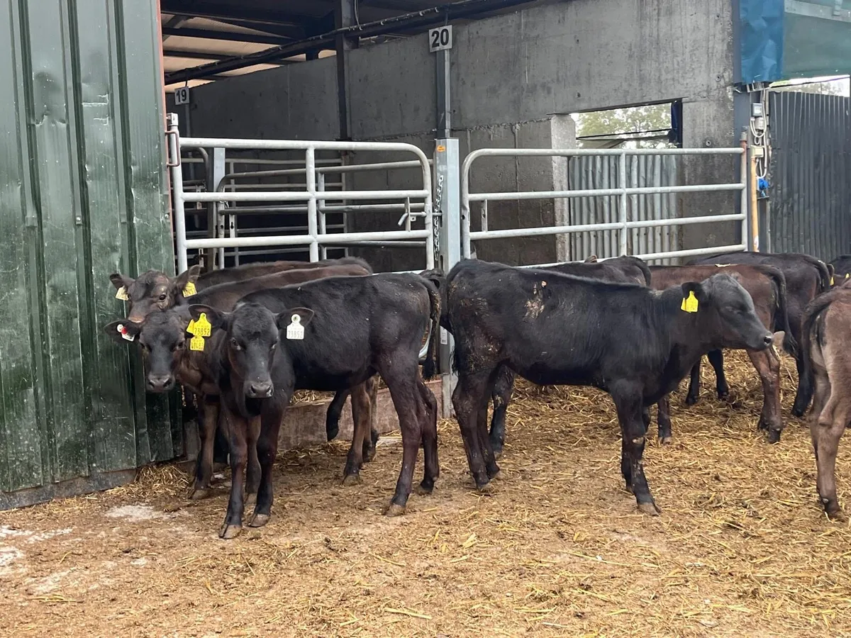 12 super  Angus  runner heifers - Image 4