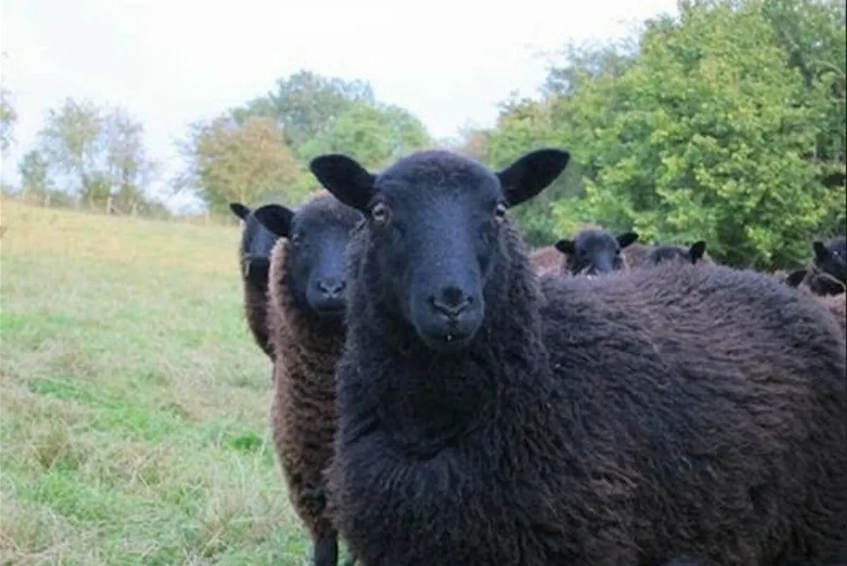 Rare breed Sheep(Torddu Badger&Black Welsh - Image 4