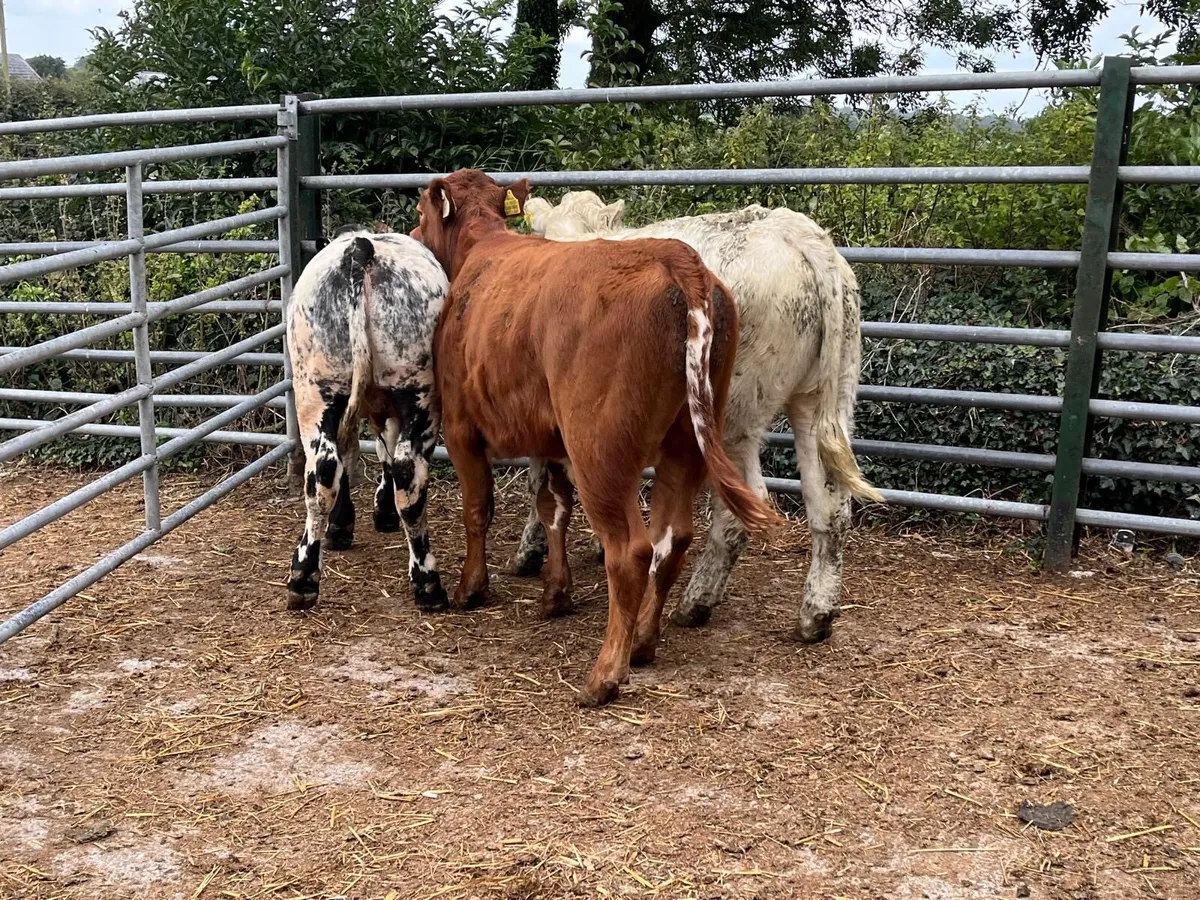 3 super  continental bull weanlings - Image 1