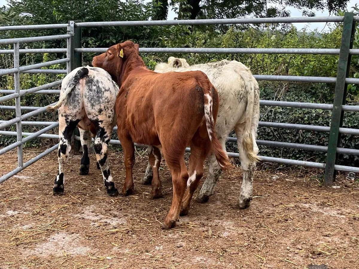 3 super  continental bull weanlings - Image 2