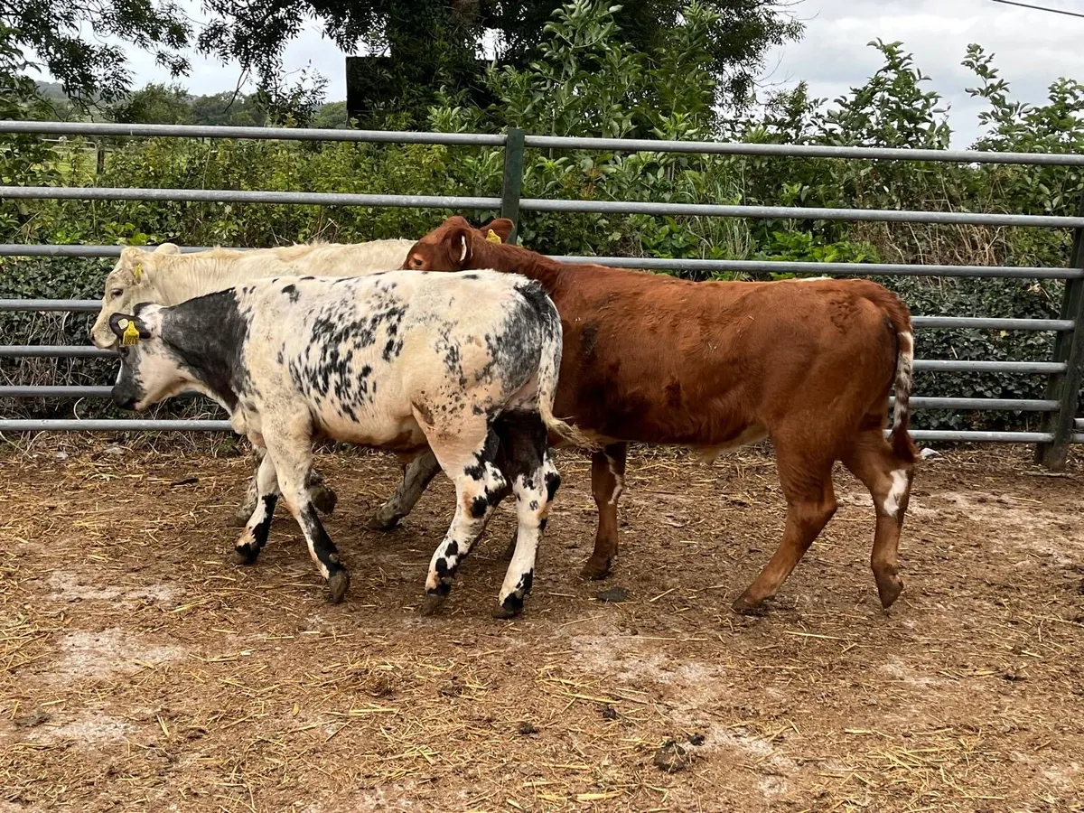 3 super  continental bull weanlings - Image 3