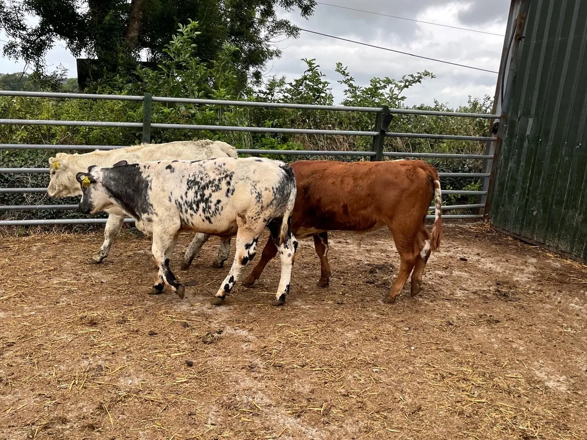 3 super  continental bull weanlings - Image 4