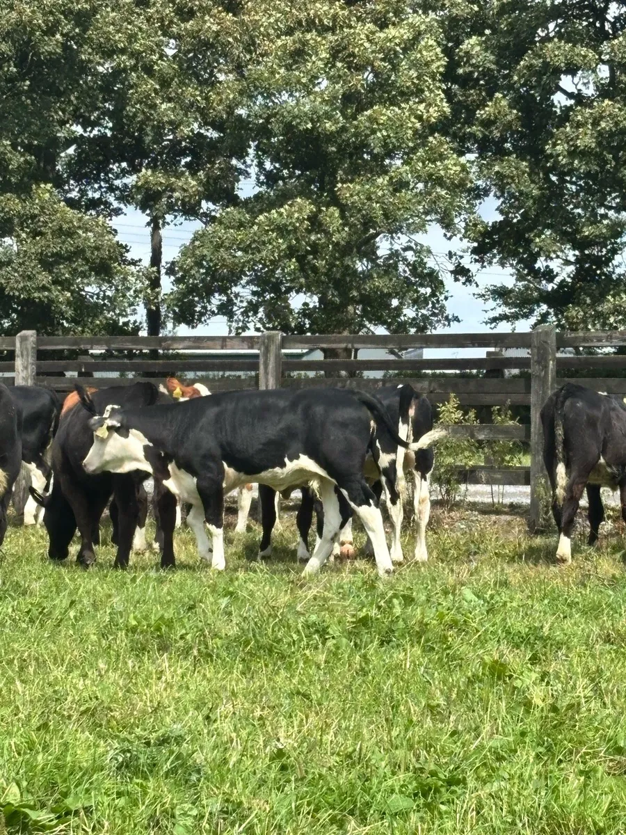 Aberdeen Angus and Hereford Heifers for sale - Image 2