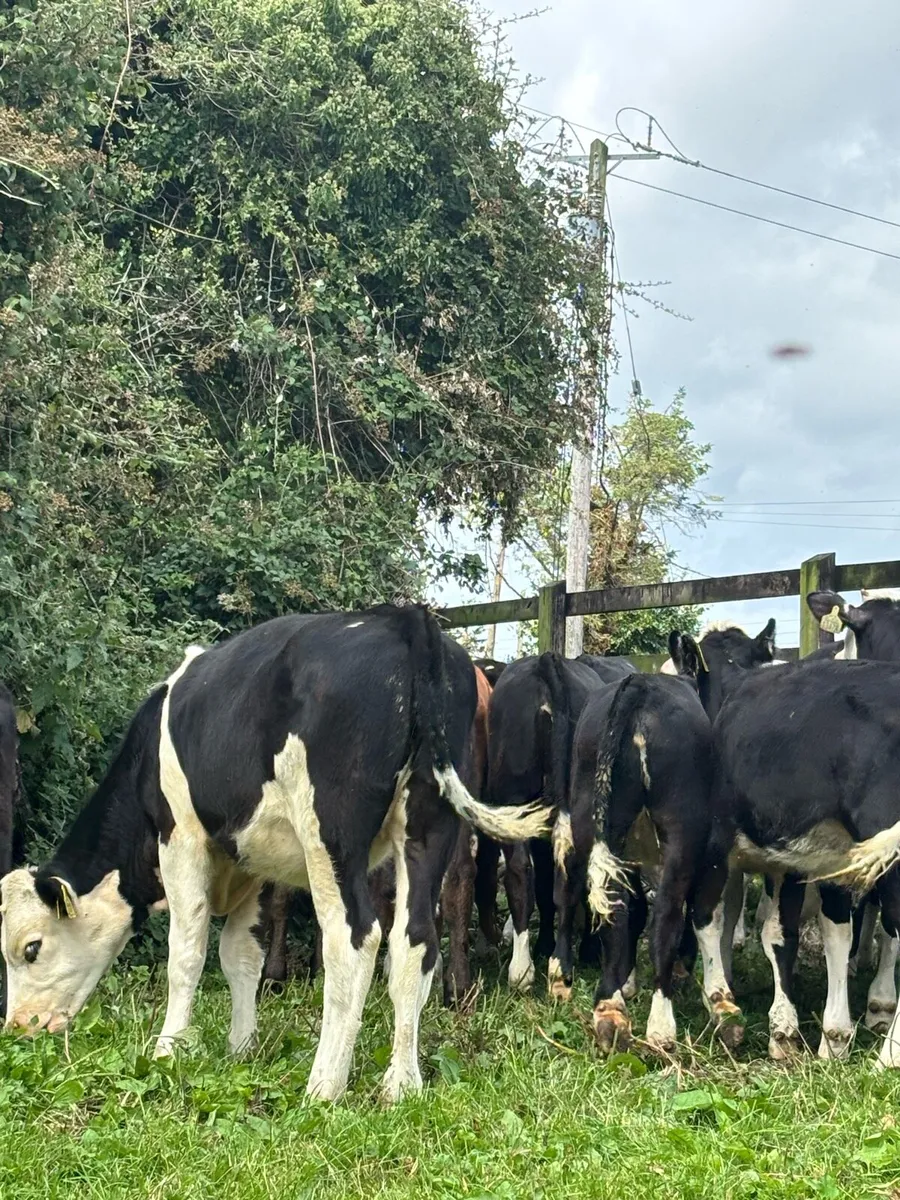 Aberdeen Angus and Hereford Heifers for sale - Image 3