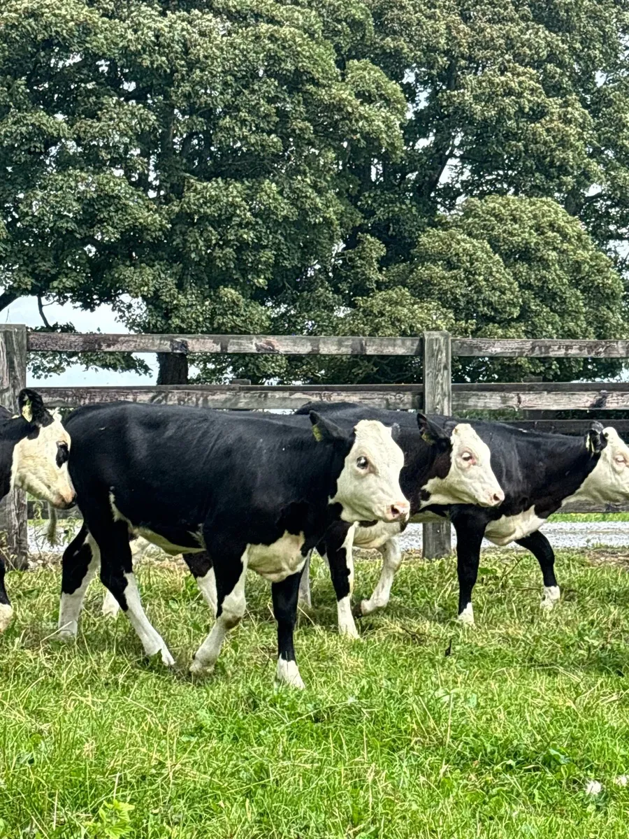 Aberdeen Angus and Hereford Heifers for sale - Image 4