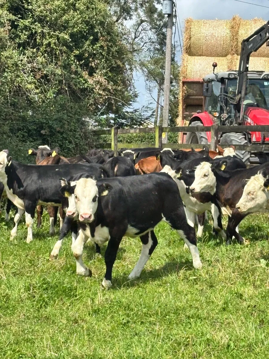 Aberdeen Angus and Hereford Heifers for sale - Image 1