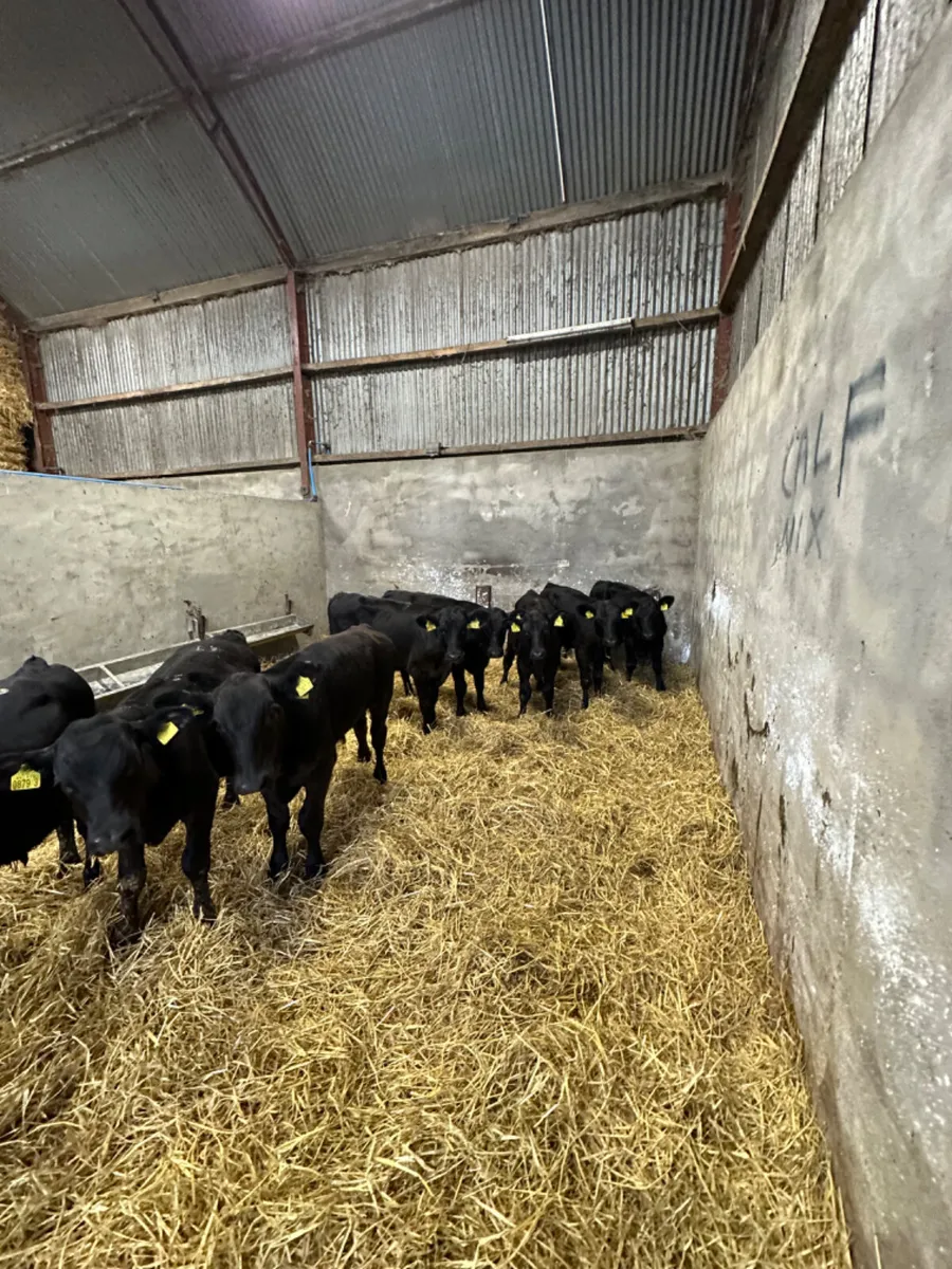 Angus bulls - Image 4