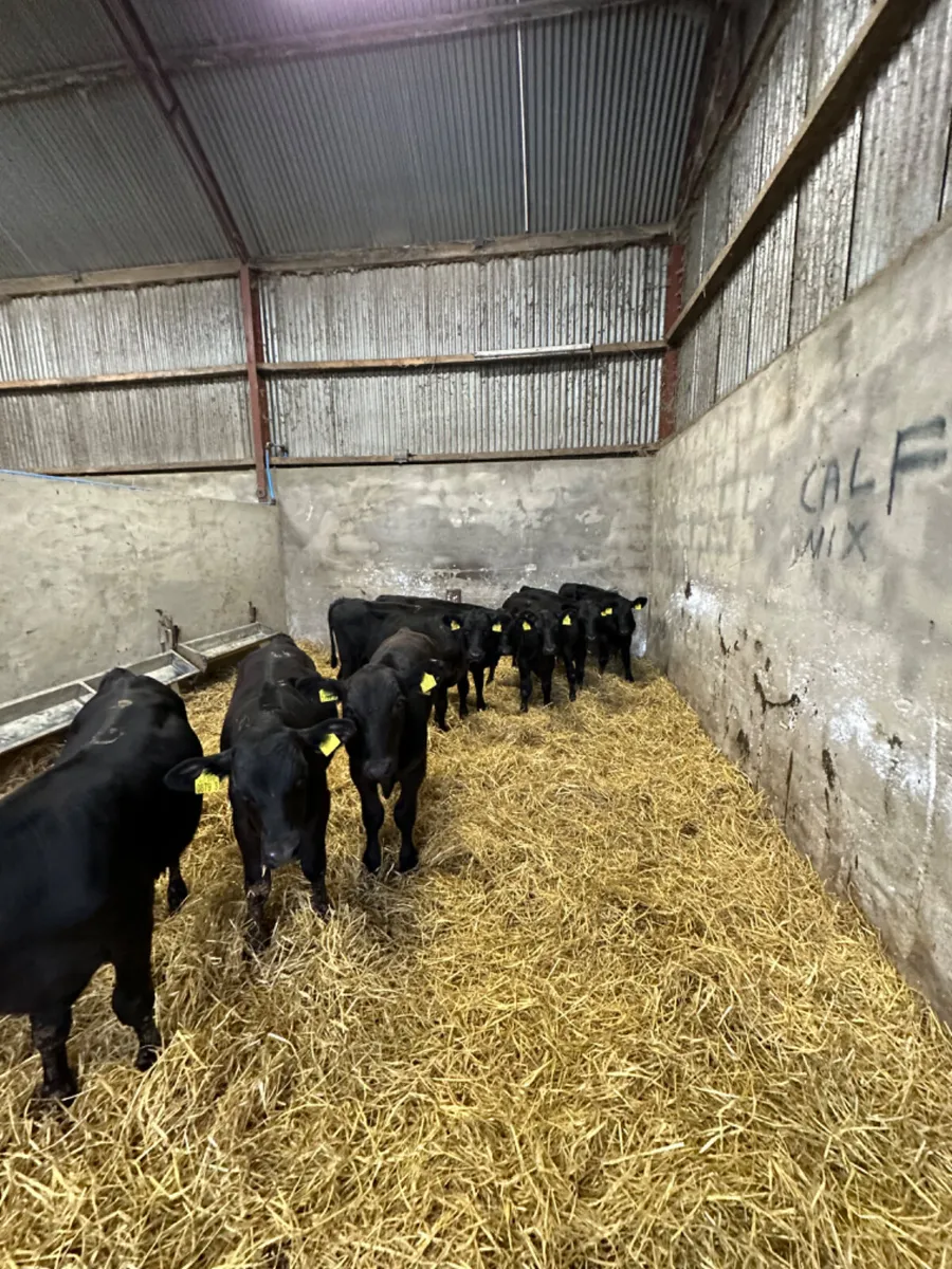 Angus bulls - Image 2