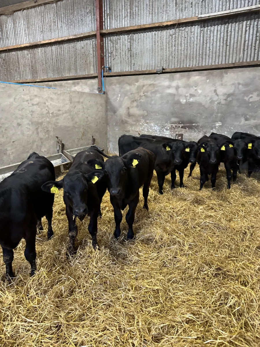 Angus bulls - Image 3