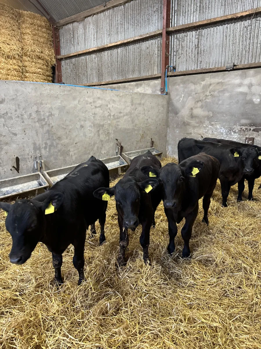 Angus bulls - Image 1