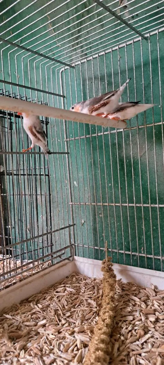 Penguin zebra finch males for sale. - Image 2