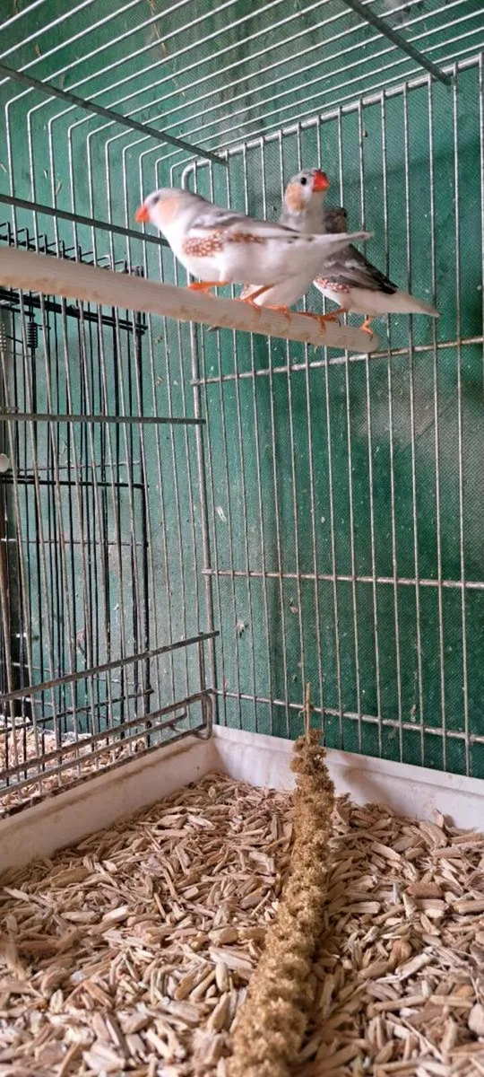 Penguin zebra finch males for sale. - Image 3