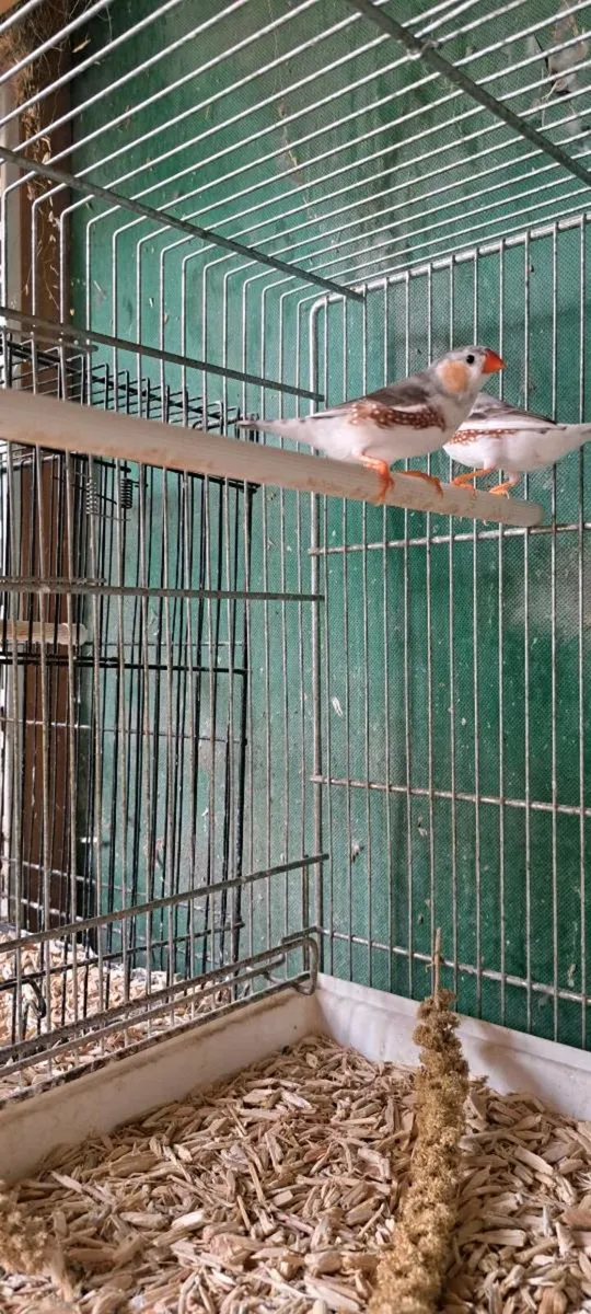 Penguin zebra finch males for sale. - Image 4