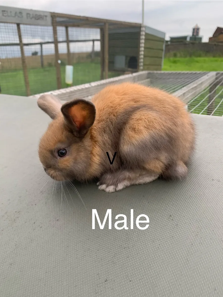 Rabbit and Hutches - Image 1
