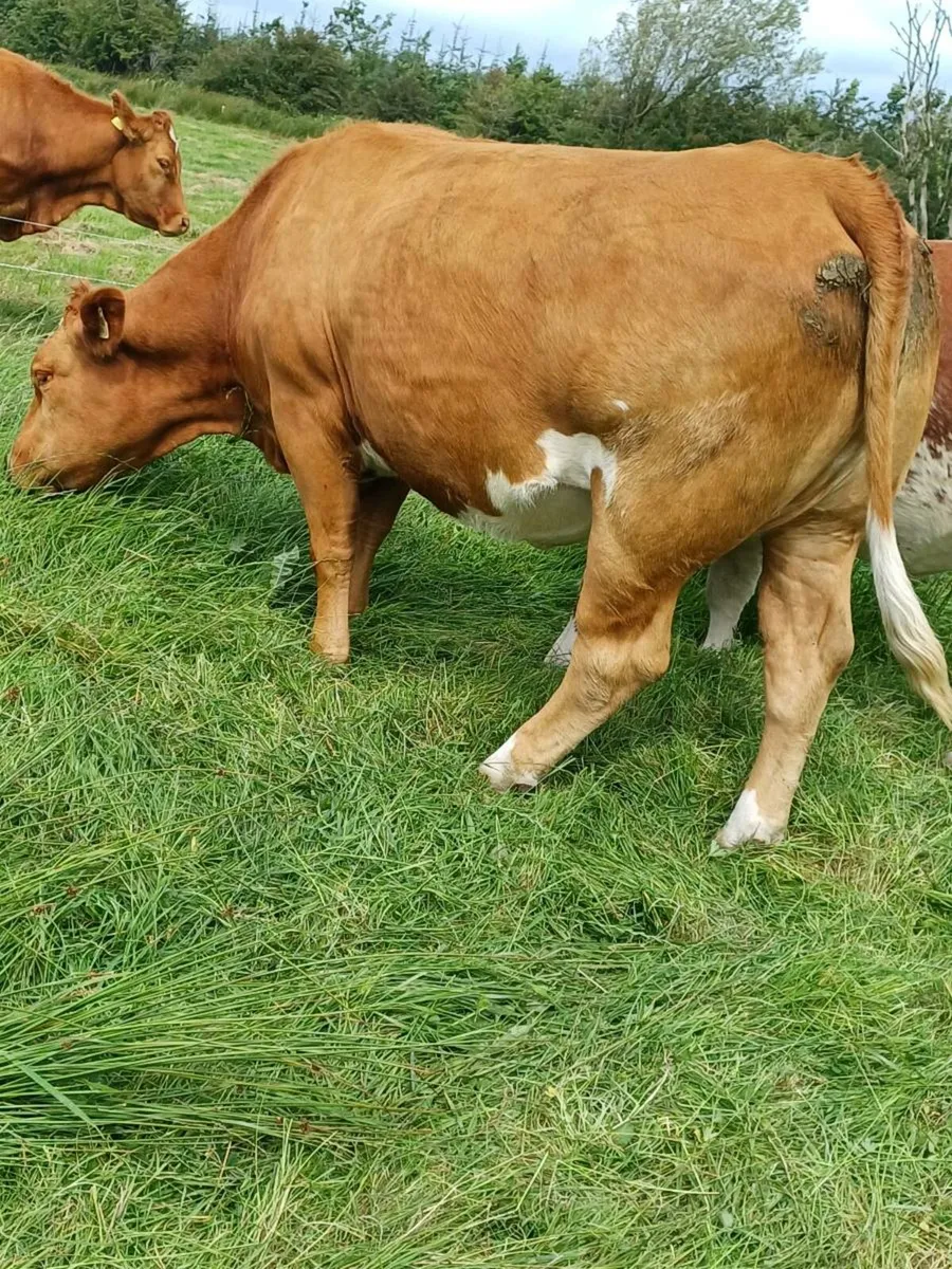 First calving heifer lot 317 - Image 2