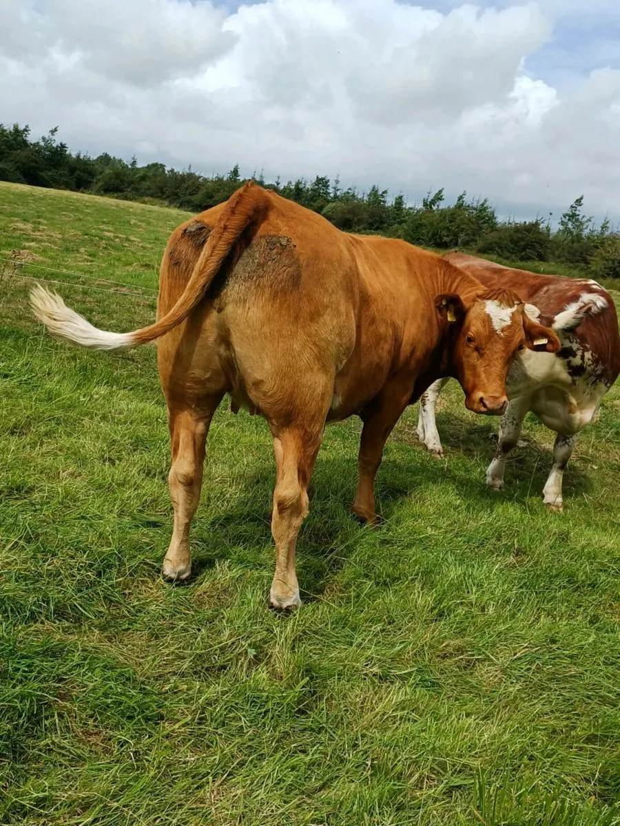 First calving heifer lot 317 - Image 1
