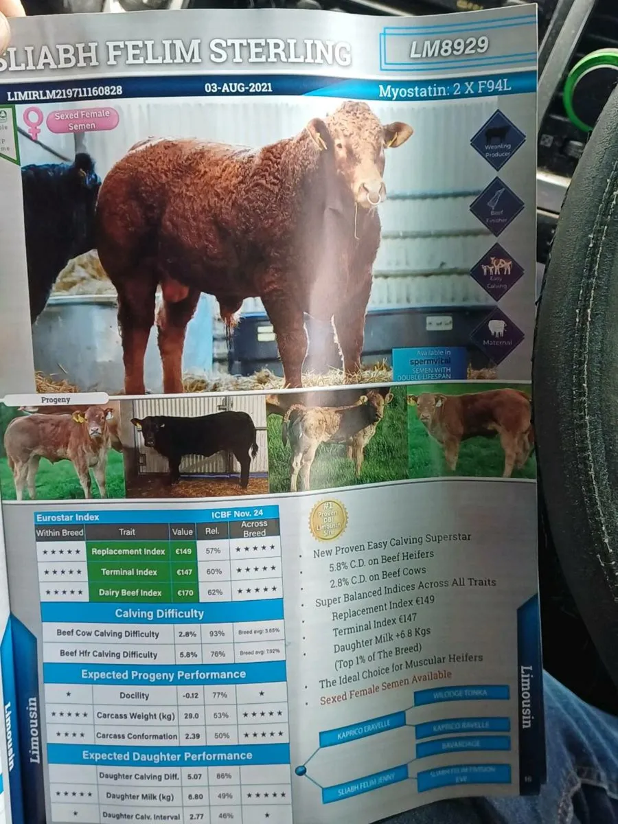 First calving heifer lot 317 - Image 3
