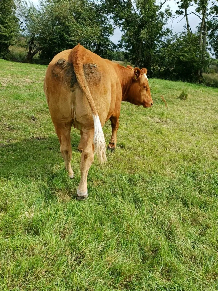 First calving heifer lot 317 - Image 4