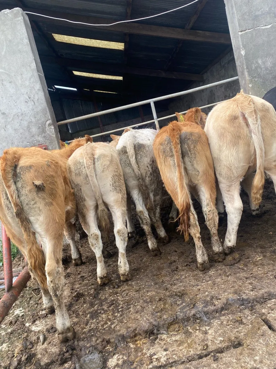 7 super CH and LM heifers - Image 1