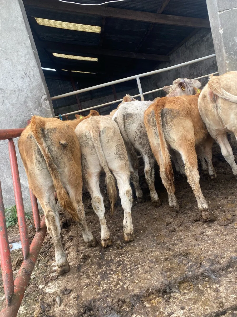 7 super CH and LM heifers - Image 2