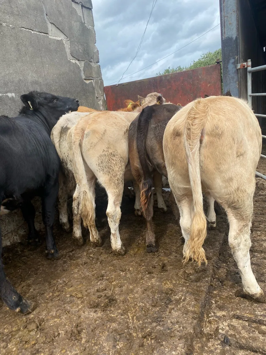 7 super CH and LM heifers - Image 3