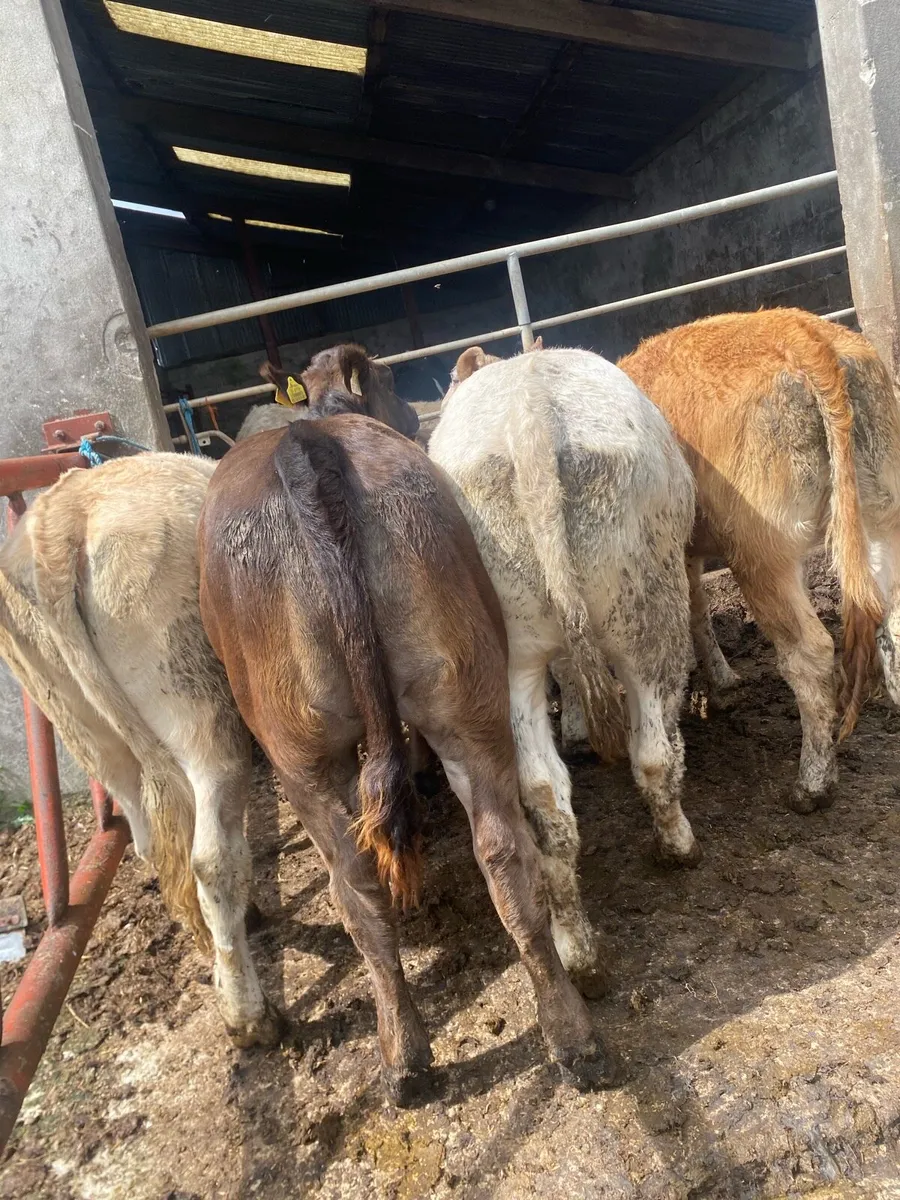 7 super CH and LM heifers - Image 4