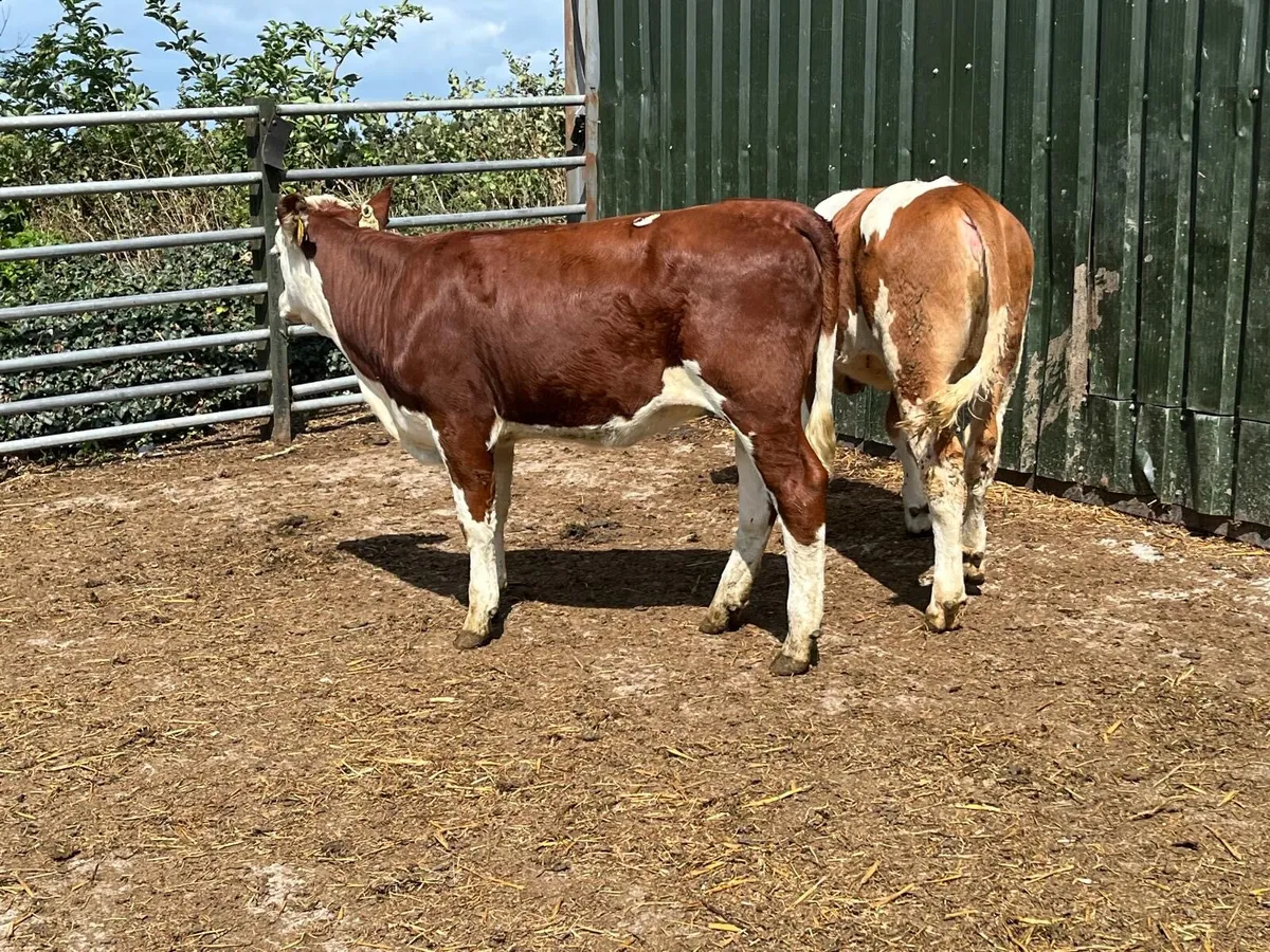 2 super  230 kg Weanling heifers - Image 1