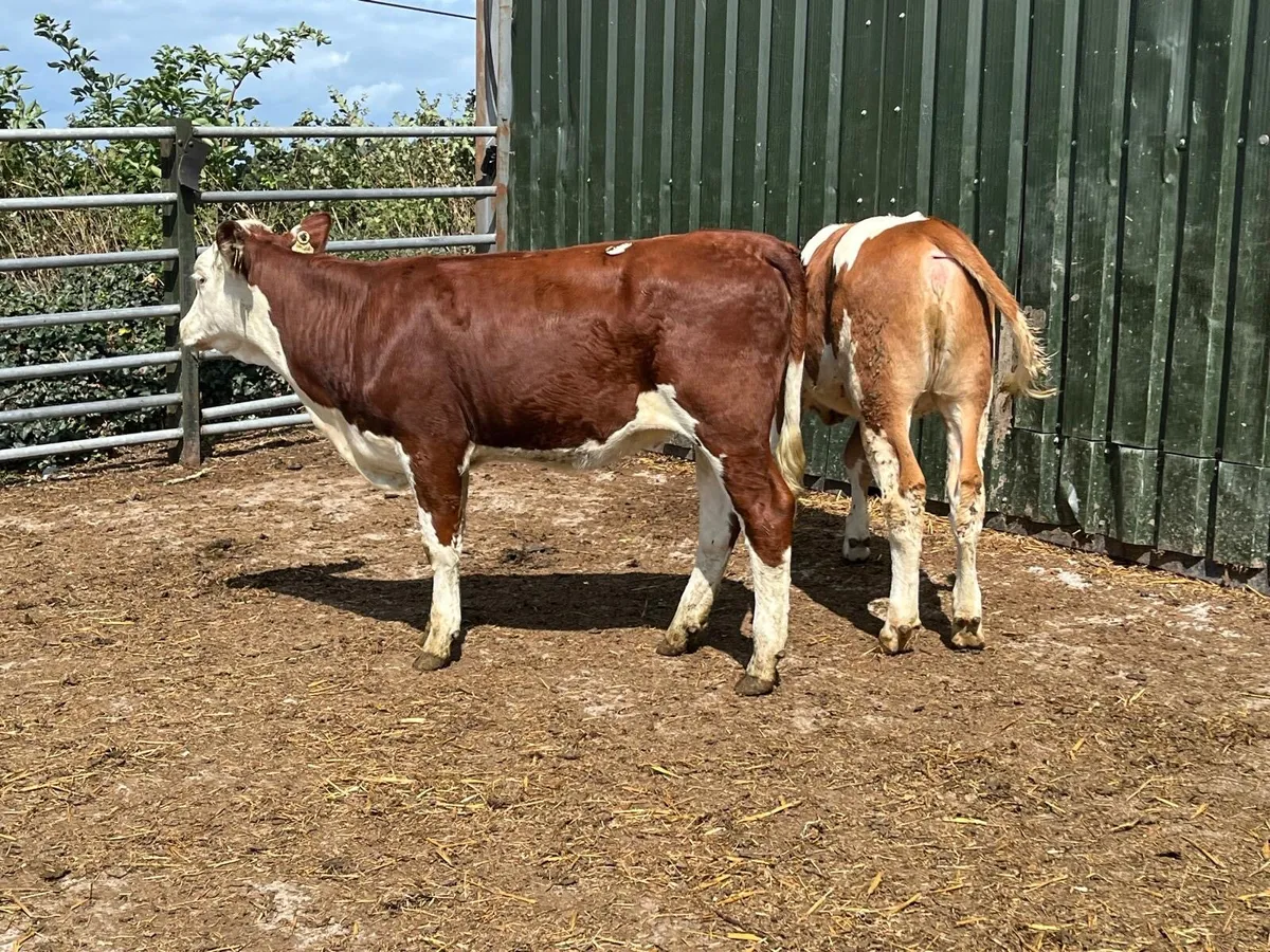 2 super  230 kg Weanling heifers - Image 2