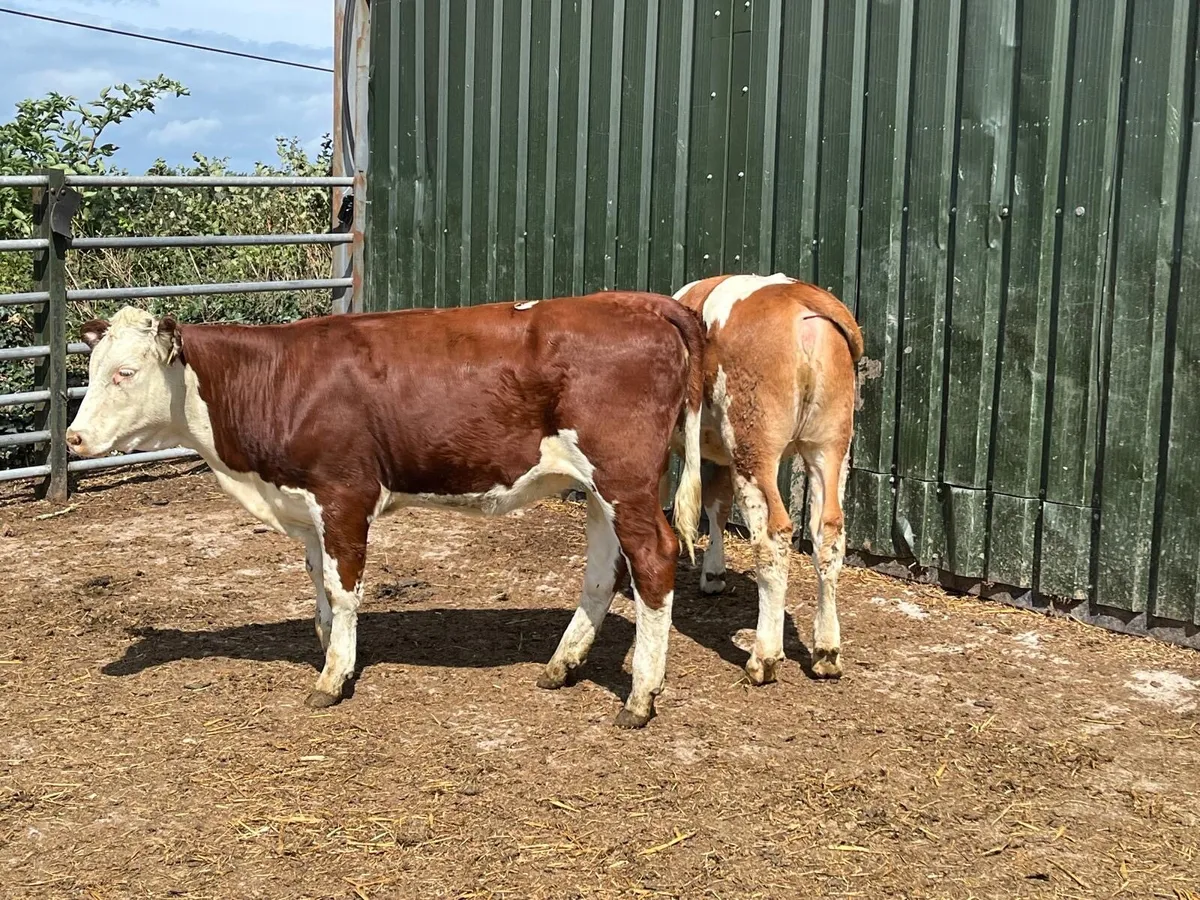 2 super  230 kg Weanling heifers - Image 3