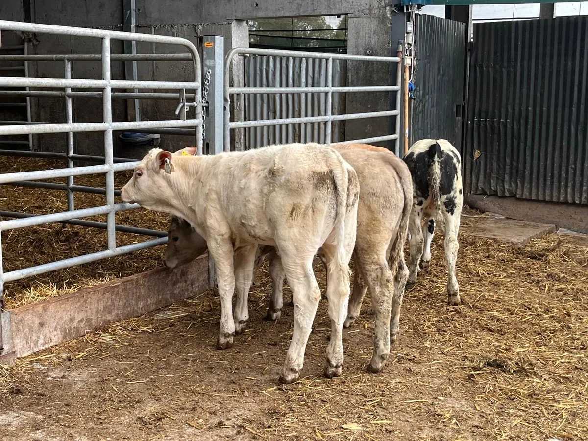 4 super  charlaois heifer weanlings - Image 1